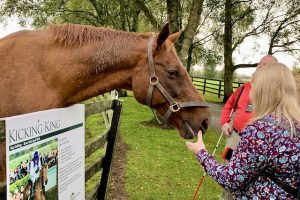Photo of blind travelers interacting with horses on an Irish stud farm
